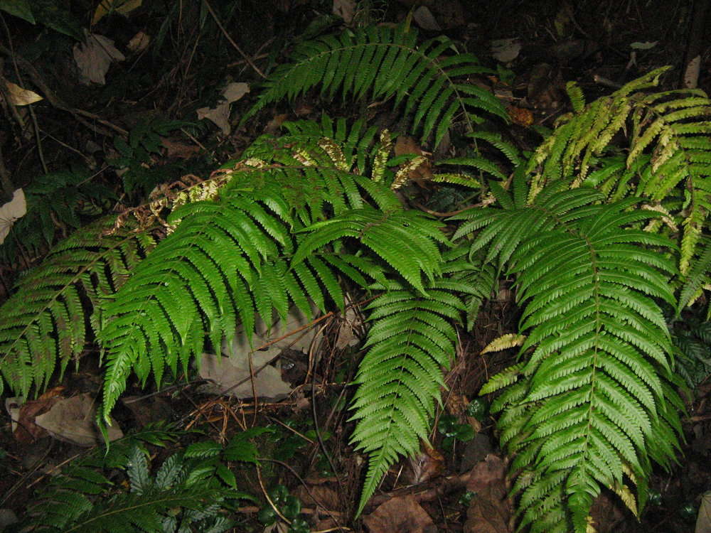 Sphaerostephanos subpectinatus (Copel.) Holtt.的圖片