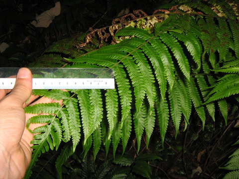 Image de Sphaerostephanos subpectinatus (Copel.) Holtt.