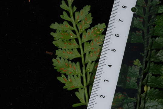 Image of delicate spleenwort