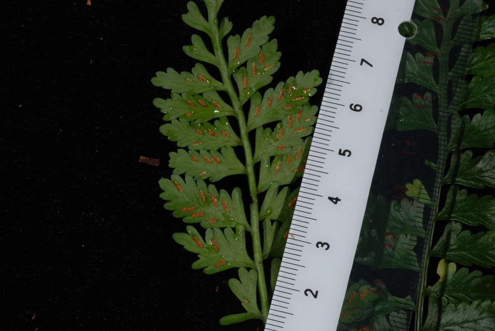 Image of delicate spleenwort