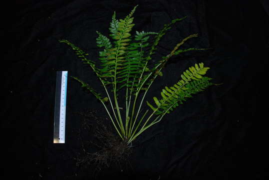 Imagem de Asplenium tenerum G. Forst.