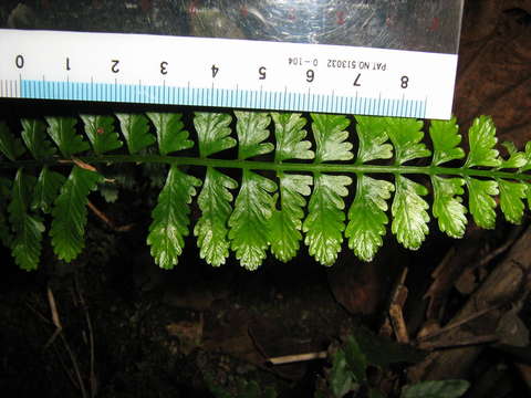 Image of delicate spleenwort