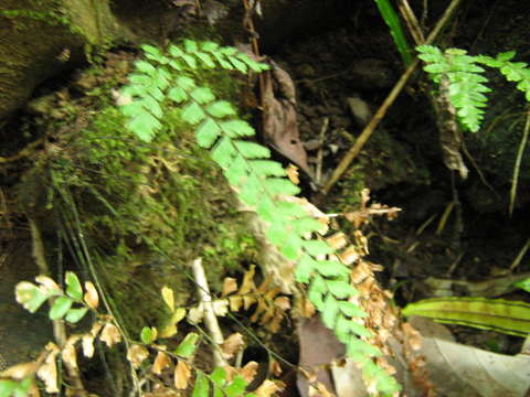 Image of Polypodiidae