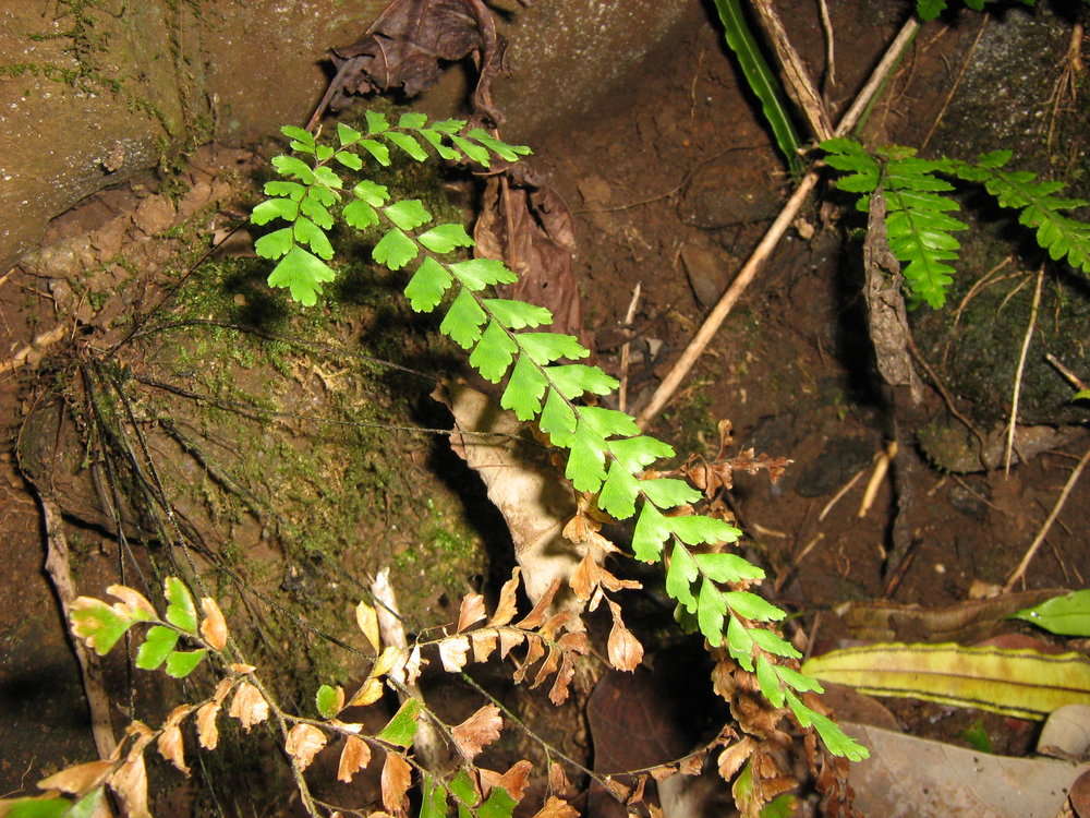 Image de Polypodiidae