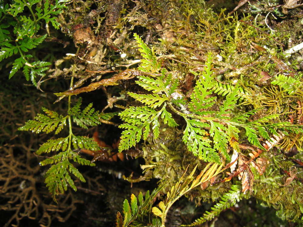 Sivun Davalliaceae kuva