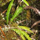 Image of comb fern