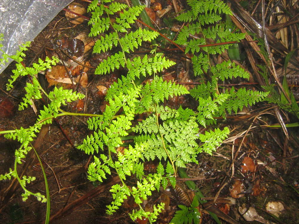 Dennstaedtiaceae (rights holder: 2010 Moorea Biocode)