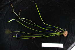 Image of Equisetopsida
