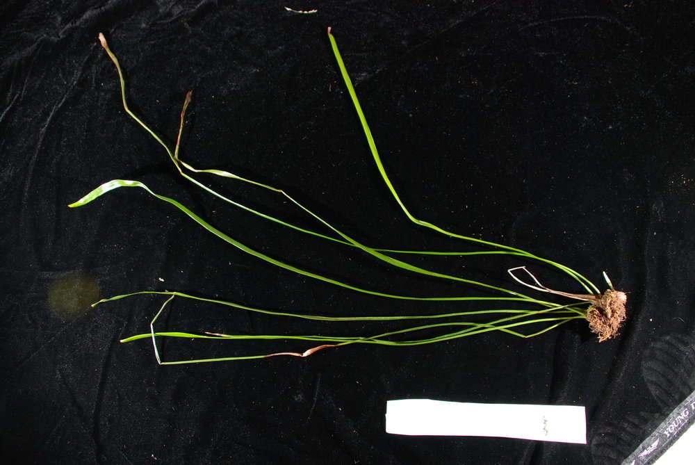Image of Equisetopsida