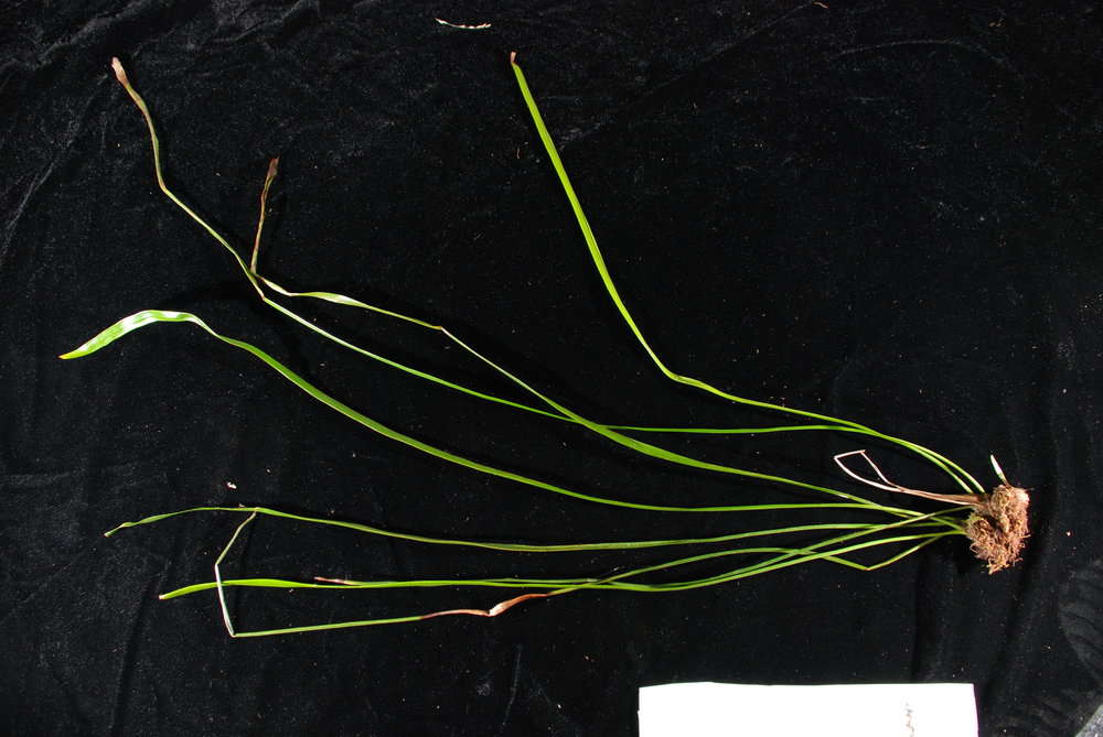 Image of Equisetopsida