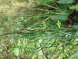 Image of Equisetopsida