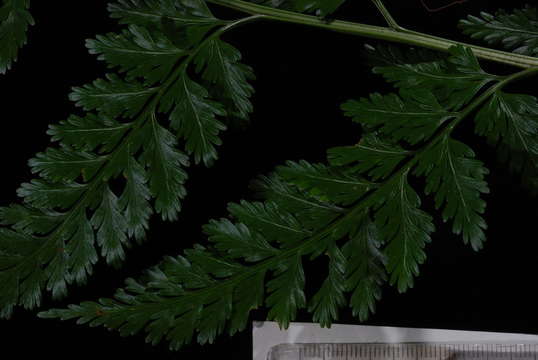 Image of Aspleniineae