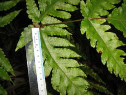 Image of Tectaria tahitensis Maxon
