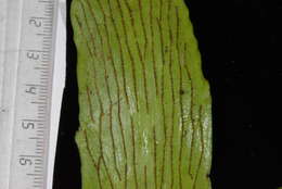 Image of lineleaf fern