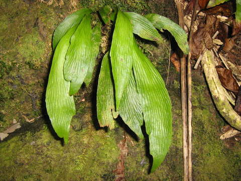 Image of Polypodiidae