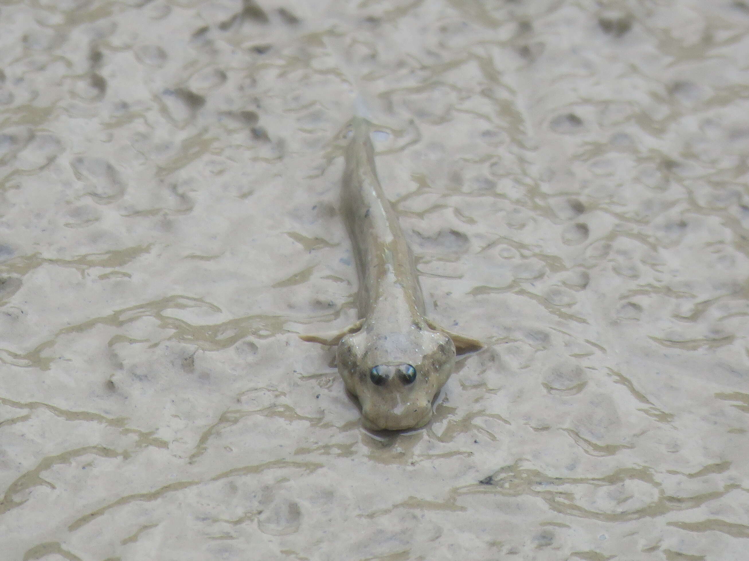 Image of Great blue spotted mudskipper