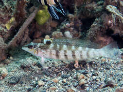 Image of Nosestripe grubfish