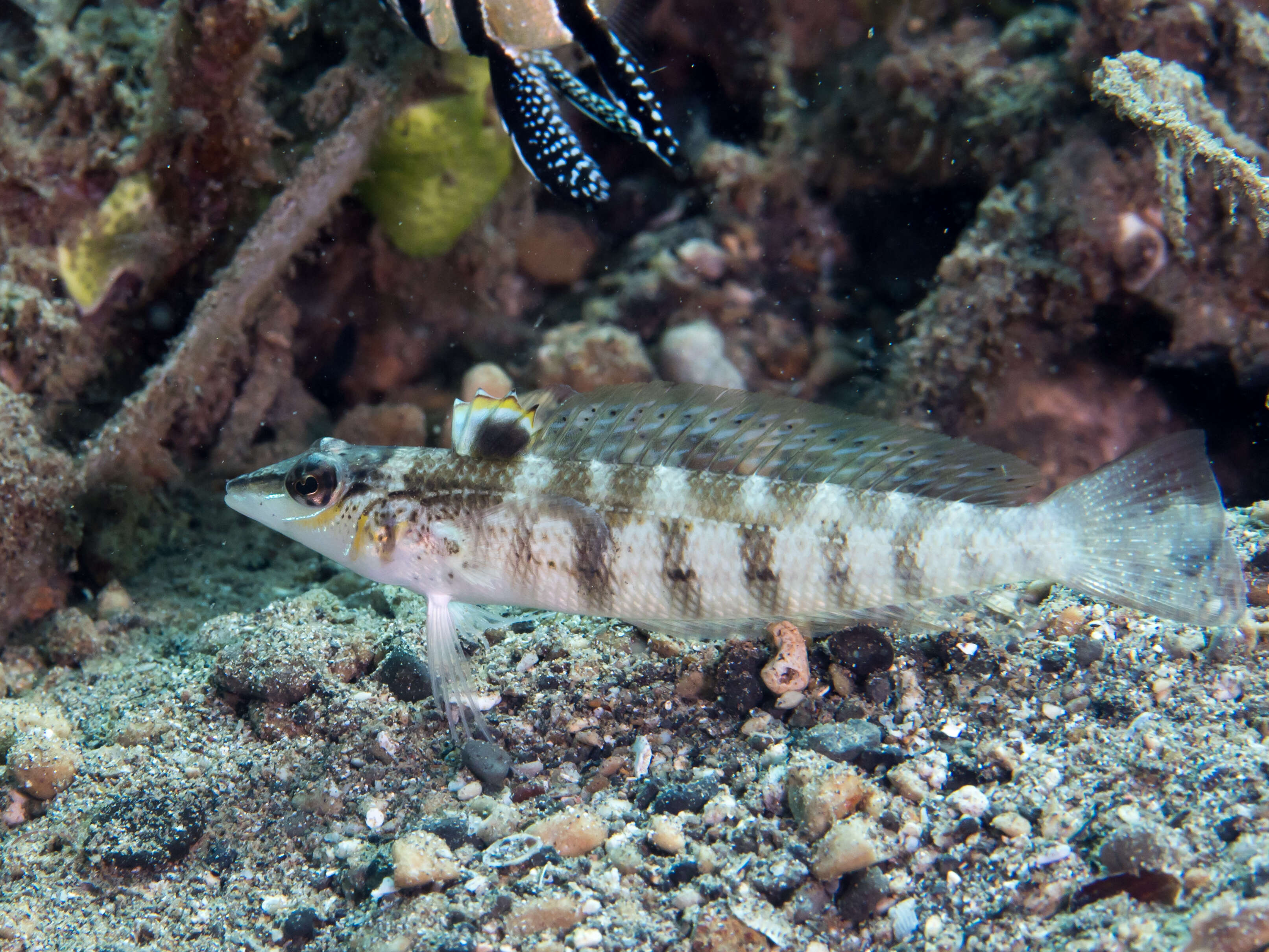 Image of Nosestripe grubfish