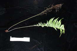 Plancia ëd Austroblechnum raiateense (J. W. Moore) Gasper & V. A. O. Dittrich