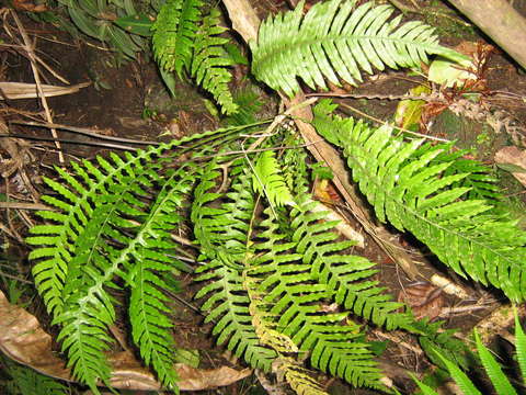 Image of Austroblechnum raiateense (J. W. Moore) Gasper & V. A. O. Dittrich