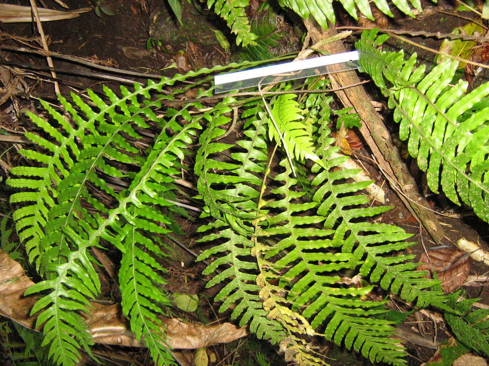 Plancia ëd Austroblechnum raiateense (J. W. Moore) Gasper & V. A. O. Dittrich