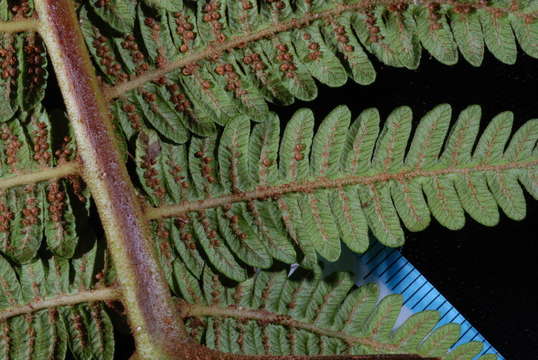 Plancia ëd Cyathea affinis (Forst.) Sw.