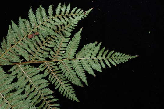 Image of Cyathea affinis (Forst.) Sw.