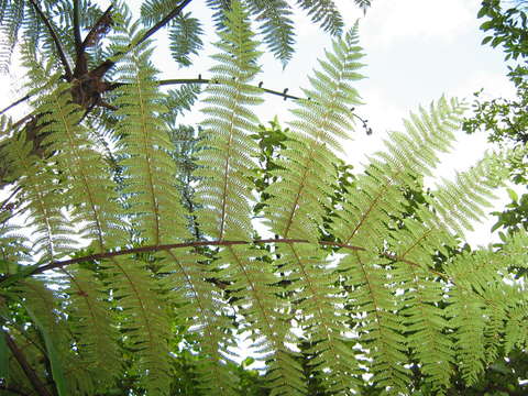 Image of Cyathea affinis (Forst.) Sw.