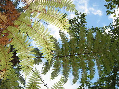 Image of Cyathea affinis (Forst.) Sw.