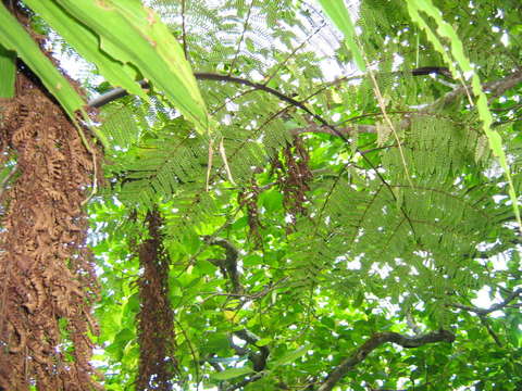 Plancia ëd Cyathea affinis (Forst.) Sw.