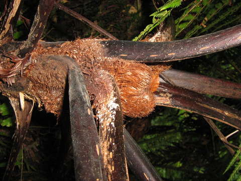 Image of Cyathea affinis (Forst.) Sw.