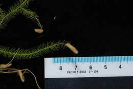 Sivun Viridiplantae kuva