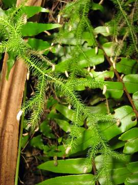 Imagem de Viridiplantae