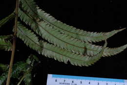 Image of Pneumatopteris mesocarpa (Copel.) Holtt.