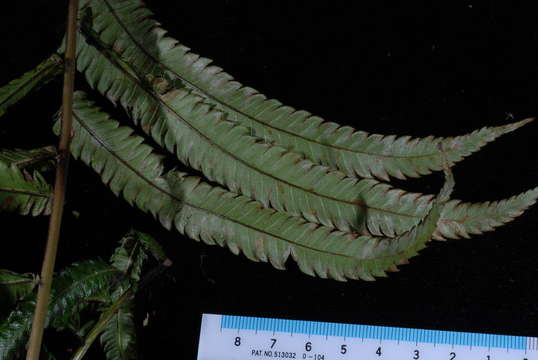 Слика од Pneumatopteris mesocarpa (Copel.) Holtt.