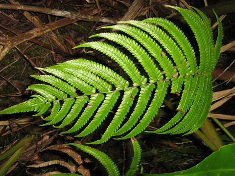 Слика од Pneumatopteris mesocarpa (Copel.) Holtt.