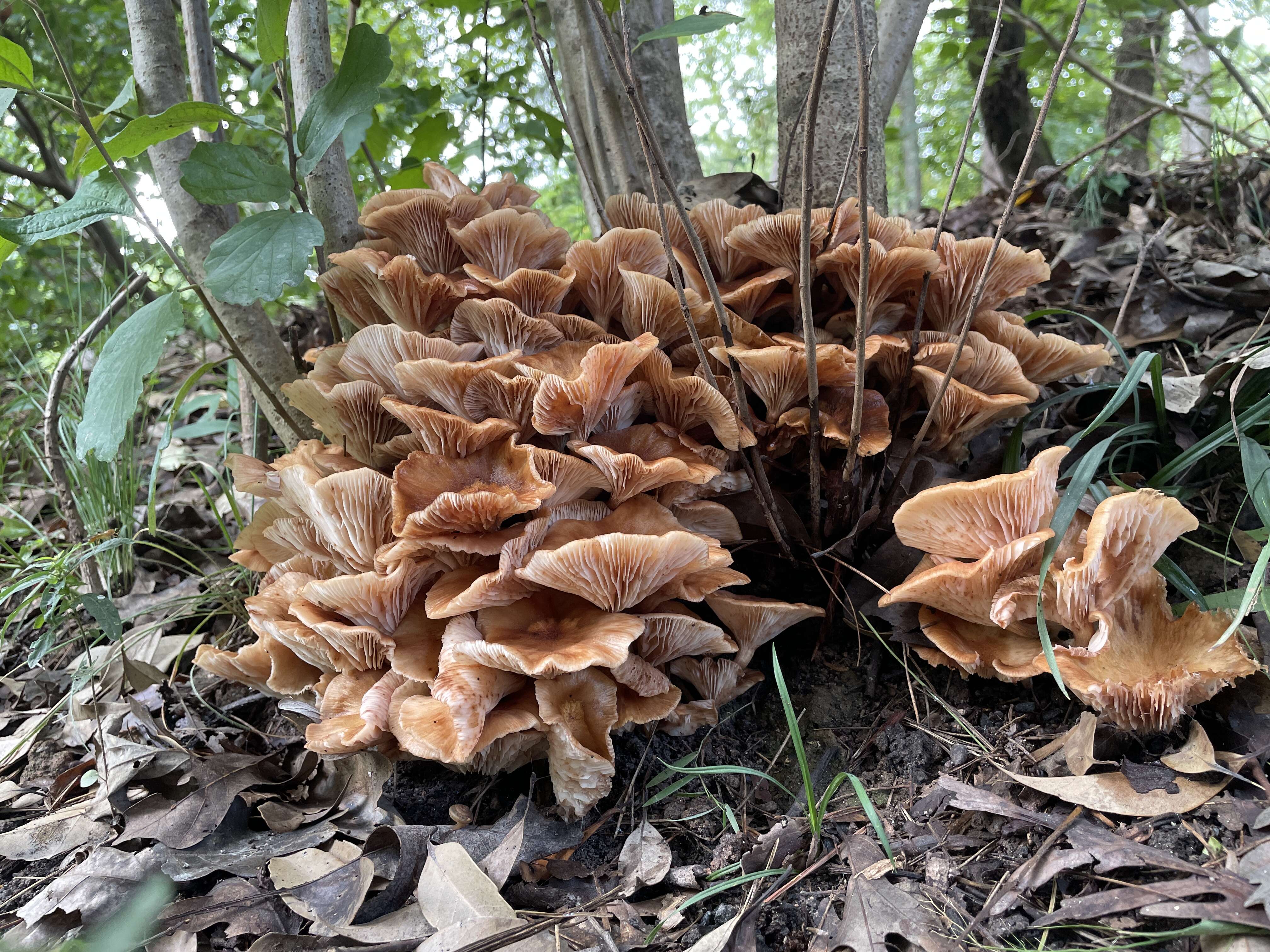 Image of Honey Fungus