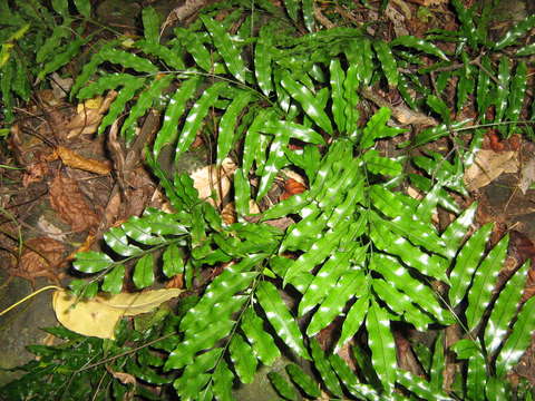 Image of Lomariopsis brackenridgei Carr.