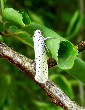 Image of Bird-cherry Ermine