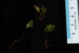 Image of Hymenophyllales