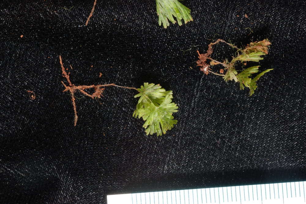 Image of Hymenophyllales