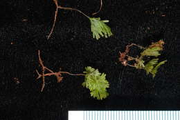 Image of Hymenophyllales