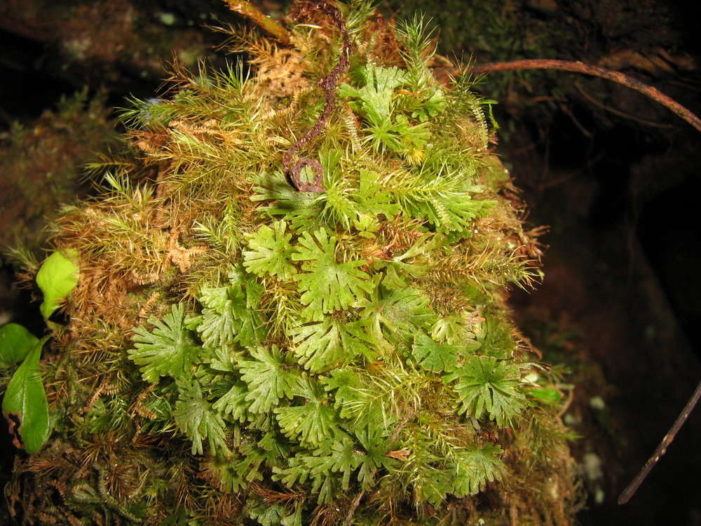 Image of Hymenophyllales