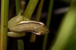 Image of Parker's Reed Frog