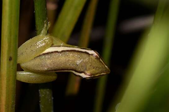 Image of Parker's Reed Frog