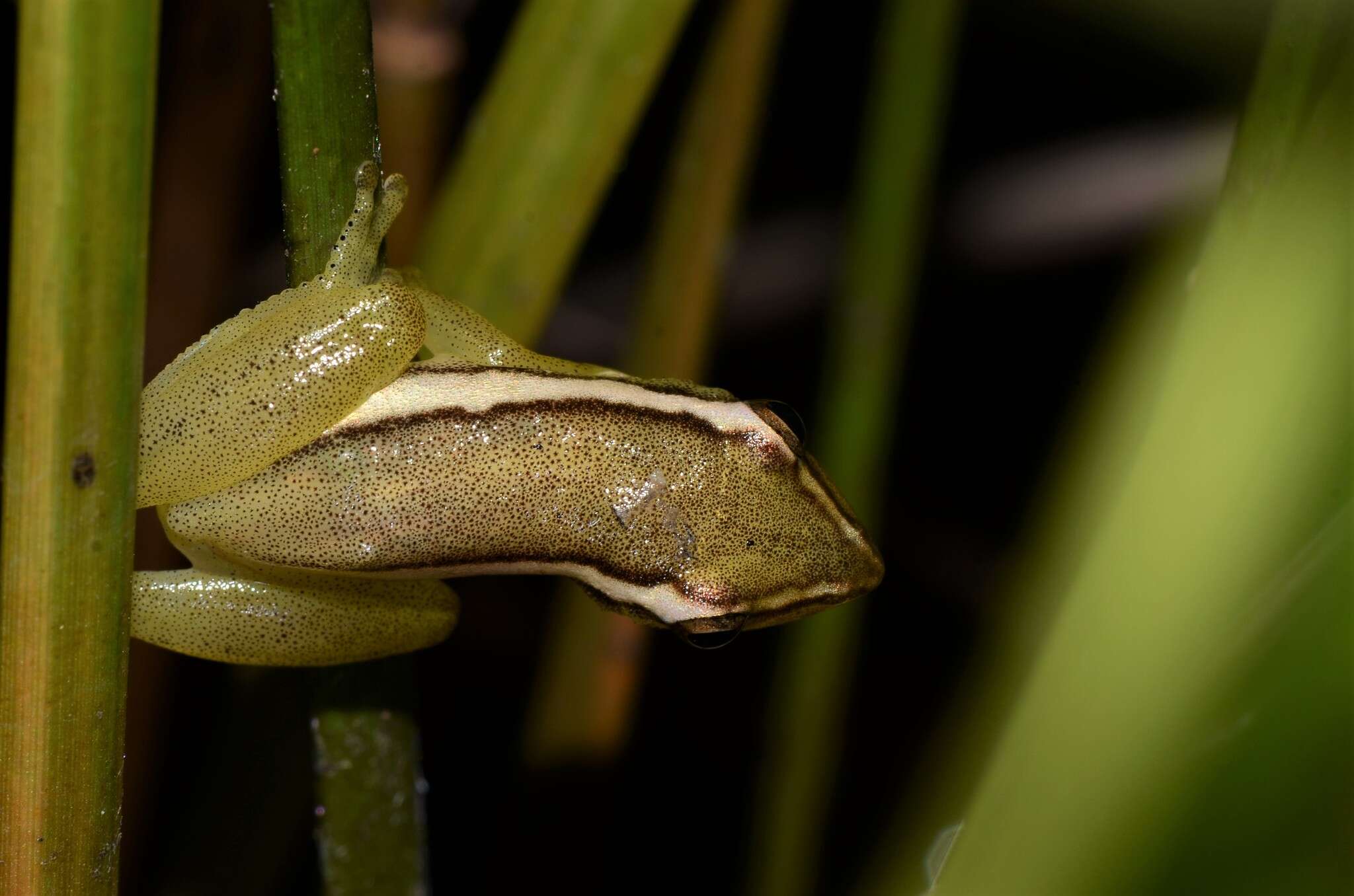 Image of Parker's Reed Frog