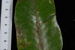 Image of Selliguea plantaginea Brack.