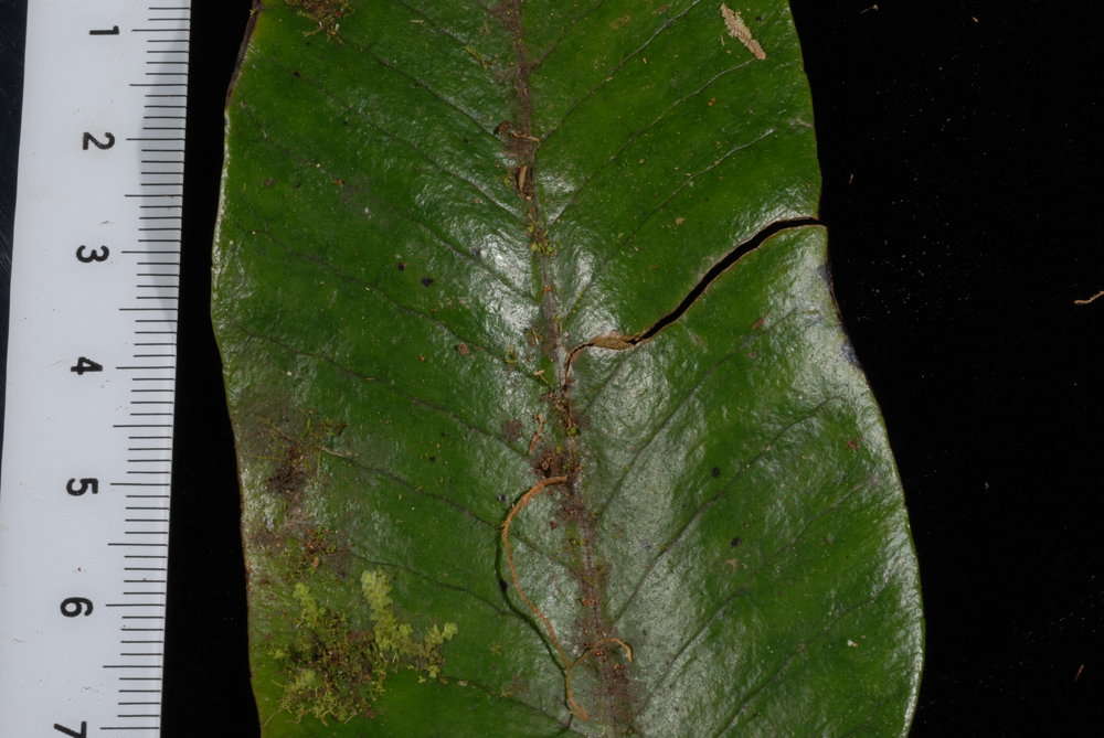 Image of Selliguea plantaginea Brack.