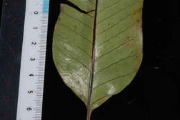 Image of Selliguea plantaginea Brack.