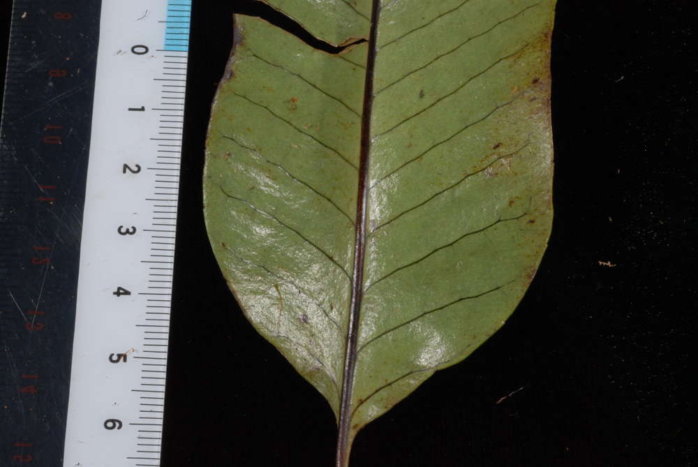 Image of Selliguea plantaginea Brack.